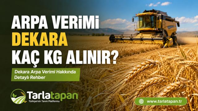 Arpa Verimi: Dekara Kaç Kg Alınır?