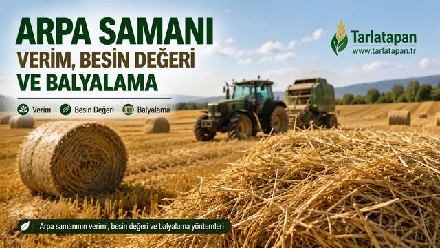 Arpa Samanı: Verim, Besin Değeri ve Balyalama