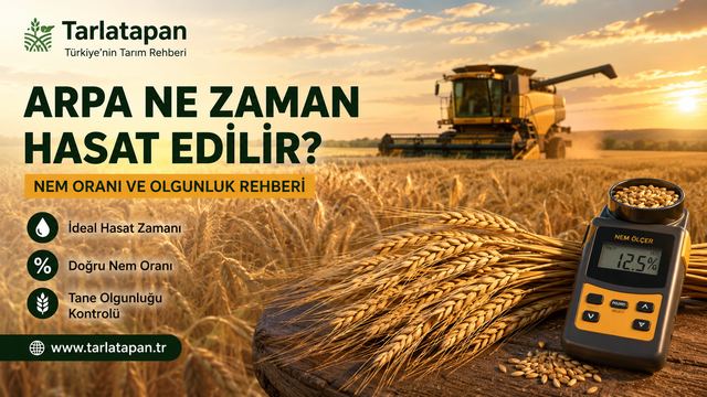 Arpa Ne Zaman Hasat Edilir? Nem Oranı ve Olgunluk