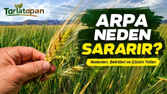 Arpa Neden Sararır?