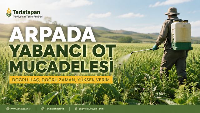 Arpada Yabancı Ot Mücadelesi