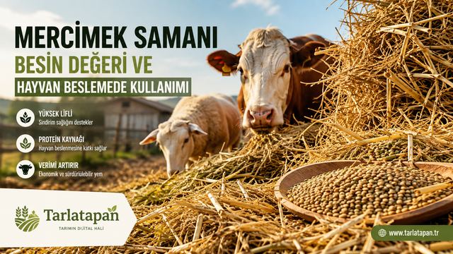 Mercimek Samanı: Besin Değeri ve Hayvan Beslemede Kullanımı