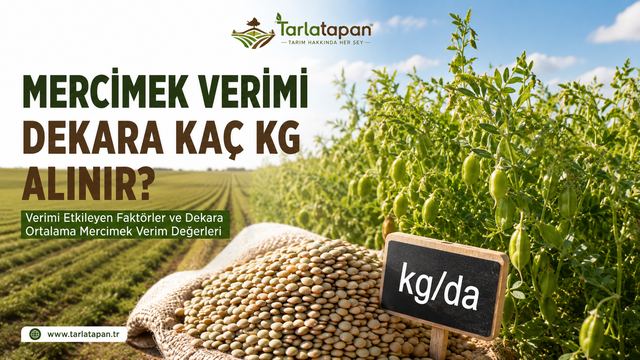 Mercimek Verimi: Dekara Kaç Kg Alınır?