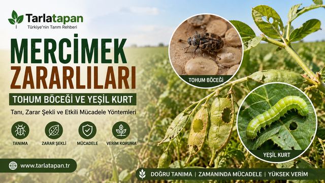 Mercimek Zararlıları: Tohum Böceği ve Yeşil Kurt