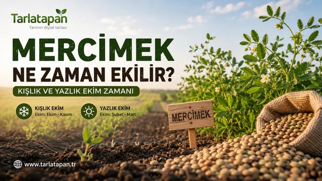 Mercimek Ne Zaman Ekilir? Kışlık ve Yazlık Ekim Zamanı