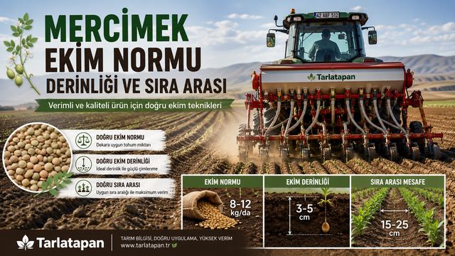 Mercimek Ekim Normu, Derinliği ve Sıra Arası