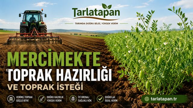 Mercimekte Toprak Hazırlığı ve Toprak İsteği