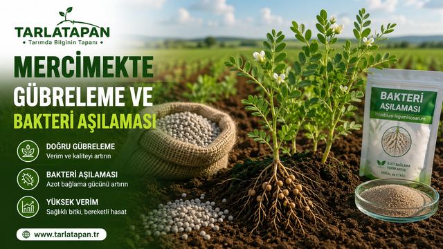 Mercimekte Gübreleme ve Bakteri Aşılaması