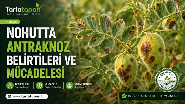 Nohutta Antraknoz: Belirtileri ve Mücadelesi