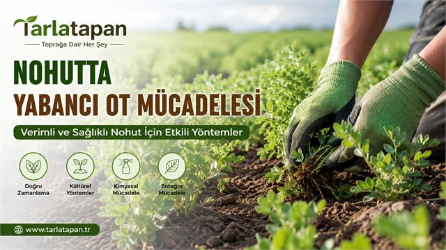 Nohutta Yabancı Ot Mücadelesi