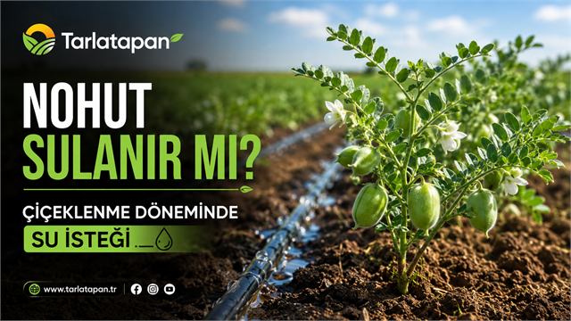 Nohut Sulanır mı? Çiçeklenme Döneminde Su İsteği