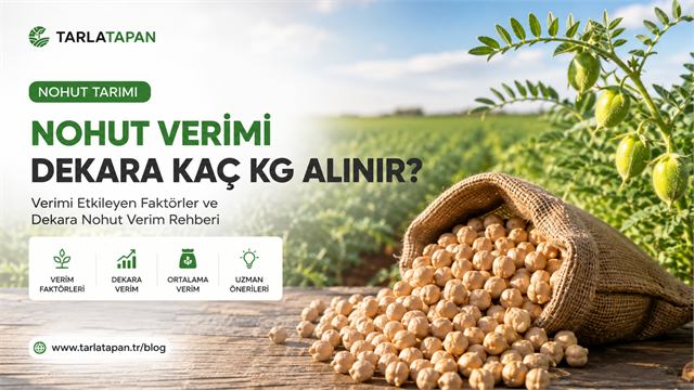 Nohut Verimi: Dekara Kaç Kg Alınır?