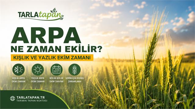 Arpa Ne Zaman Ekilir? Kışlık ve Yazlık Ekim Zamanı