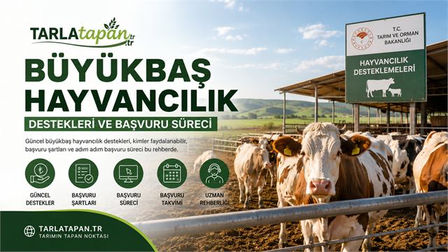 Büyükbaş Hayvancılık Destekleri ve Başvuru Süreci