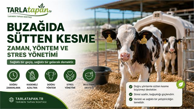 Buzağıda Sütten Kesme: Zaman, Yöntem ve Stres Yönetimi