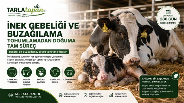 İnek Gebeliği ve Buzağılama: Tohumlamadan Doğuma Tam Süreç