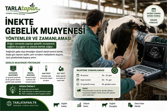 İnekte Gebelik Muayenesi: Yöntemler ve Zamanlaması
