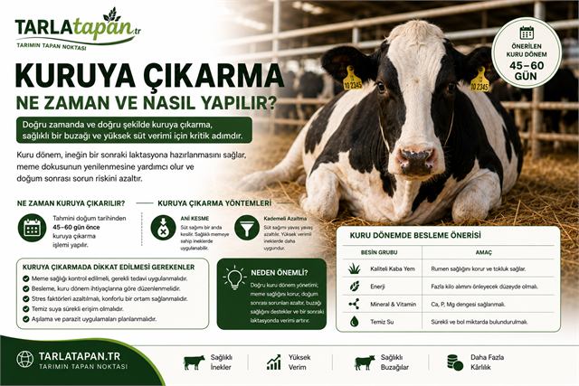 Kuruya Çıkarma Ne Zaman ve Nasıl Yapılır?