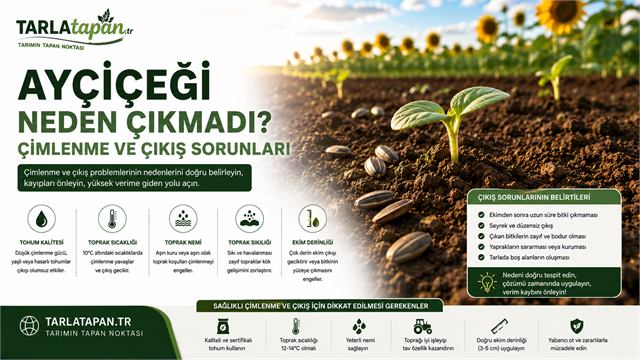 Ayçiçeği Neden Çıkmadı? Çimlenme ve Çıkış Sorunları