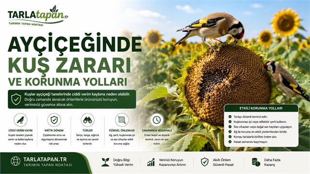 Ayçiçeğinde Kuş Zararı ve Korunma Yolları