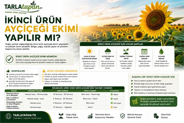 İkinci Ürün Ayçiçeği Ekimi Yapılır mı?