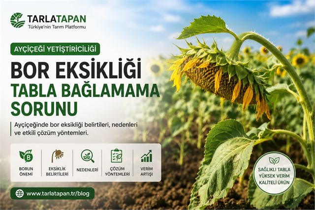 Ayçiçeğinde Bor Eksikliği: Tabla Bağlamama Sorunu