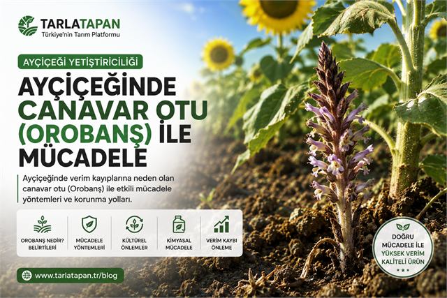 Ayçiçeğinde Canavar Otu (Orobanş) ile Mücadele