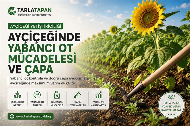 Ayçiçeğinde Yabancı Ot Mücadelesi ve Çapa