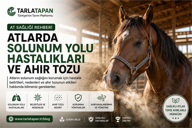Atlarda Solunum Yolu Hastalıkları ve Ahır Tozu