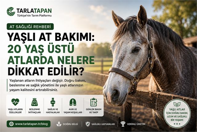 Yaşlı At Bakımı: 20 Yaş Üstü Atlarda Nelere Dikkat Edilir