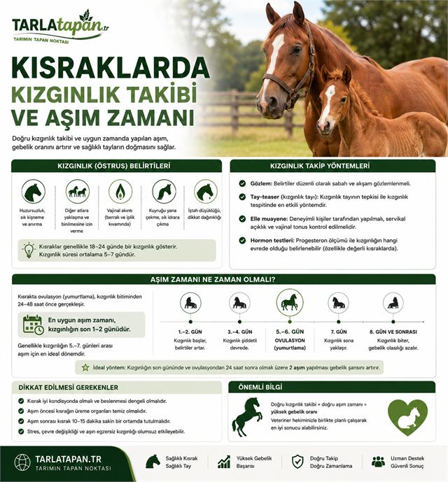 Kısraklarda Kızgınlık Takibi ve Aşım Zamanı