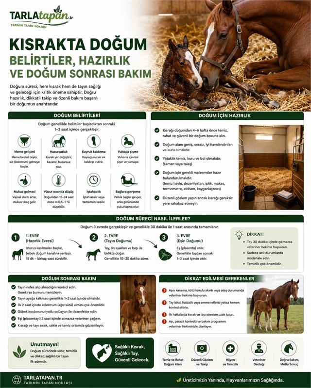 Kısrak Gebelik Süresi ve Gebelik Takibi