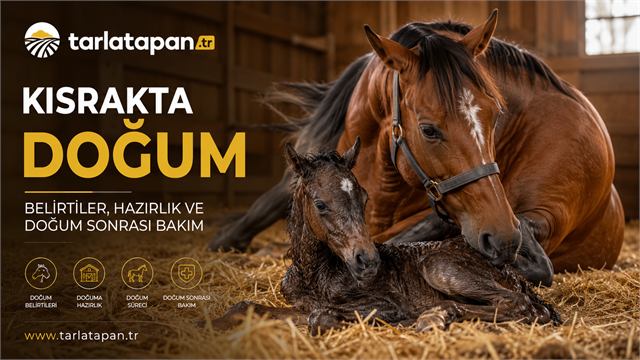 Kısrakta Doğum: Belirtiler, Hazırlık ve Doğum Sonrası Bakım