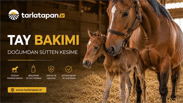 Tay Bakımı: Doğumdan Sütten Kesime