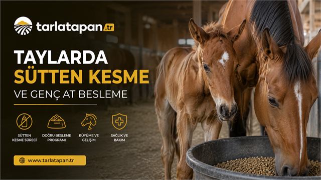 Taylarda Sütten Kesme ve Genç At Besleme