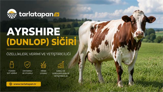 Ayrshire Sığırı (Dunlop Sığırı)
