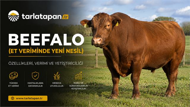 Beefalo Sığır Irkı