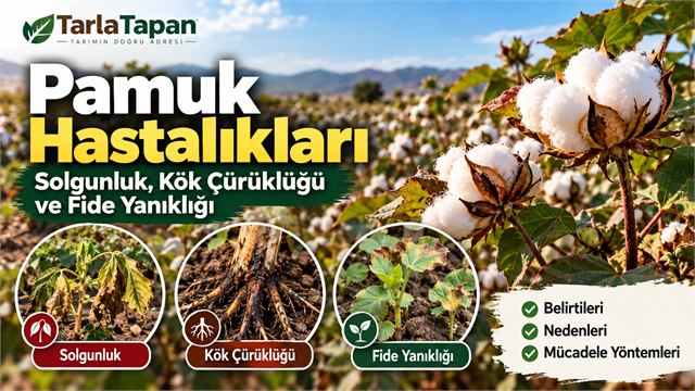 Pamuk Hastalıkları: Solgunluk, Kök Çürüklüğü ve Fide Yanıklığı