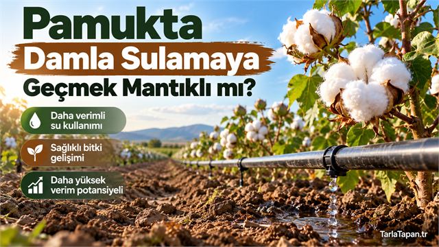 Pamukta Damla Sulamaya Geçmek Mantıklı mı?