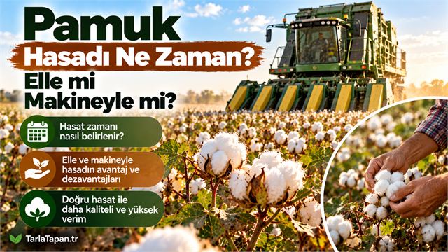 Pamuk Hasadı: Ne Zaman, Elle mi Makineyle mi?