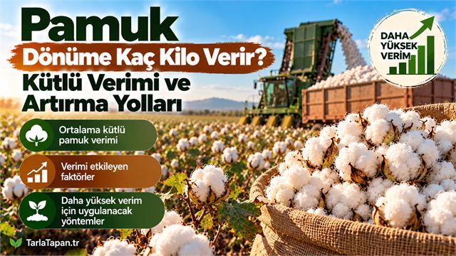 Pamuk Dönüme Kaç Kilo Verir? Kütlü Verimi ve Artırma Yolları
