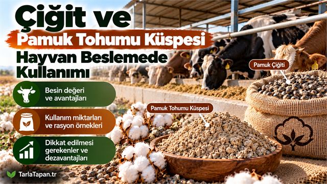 Çiğit ve Pamuk Tohumu Küspesi: Hayvan Beslemede Kullanımı