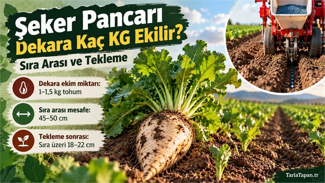 Şeker Pancarı Dekara Kaç Kg Ekilir? Sıra Arası ve Tekleme
