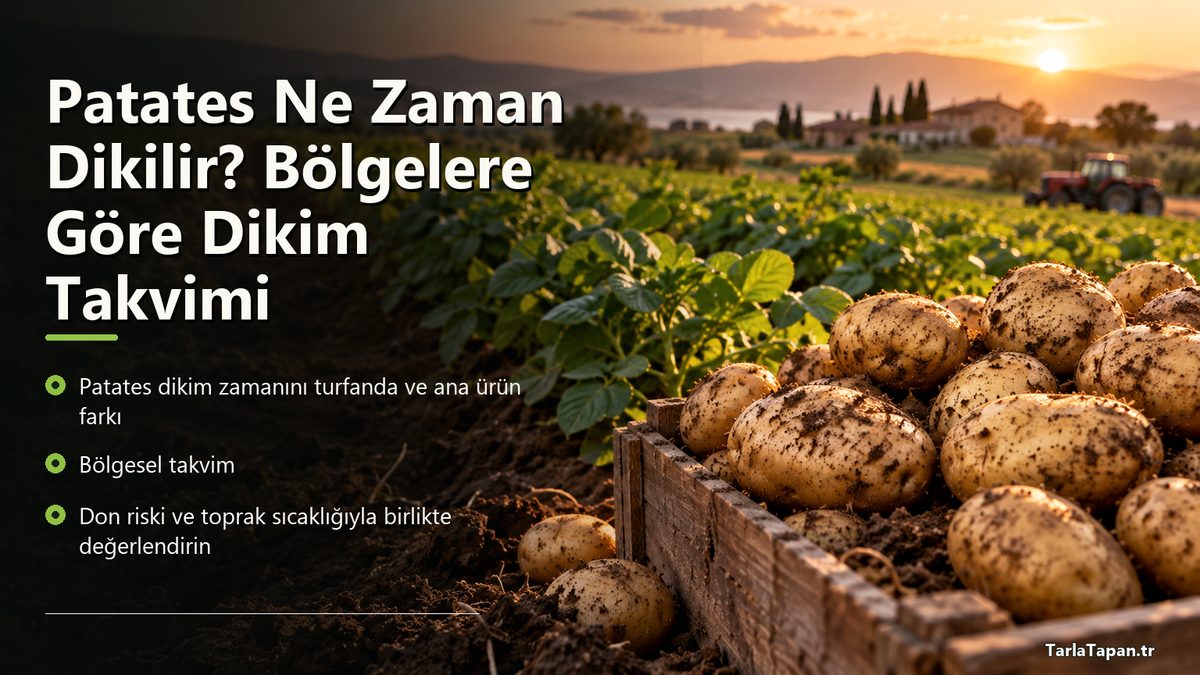 Patates Ne Zaman Dikilir? Bölgelere Göre Dikim Takvimi