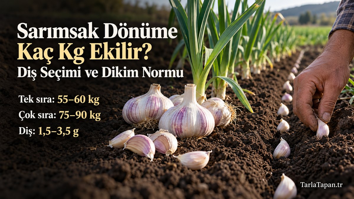 Sarımsak Dönüme Kaç Kg Ekilir? Diş Seçimi ve Dikim Normu